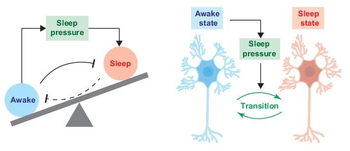 Mechanics of Sleep