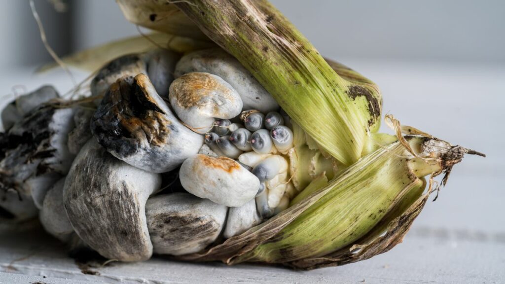 How is Huitlacoche Animal harvested?