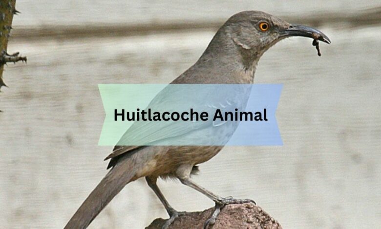 Huitlacoche Animal