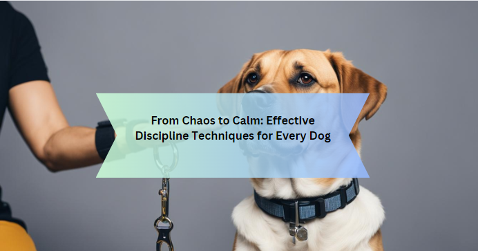 From Chaos to Calm: Effective Discipline Techniques for Every Dog
